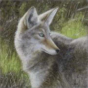 Coyote 11 x 11 by Tim Brody